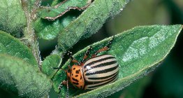 Colorado potato beetle and its larvae