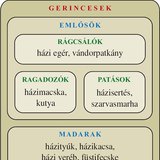 Ábra: Gerincesek: emlősök, madarak