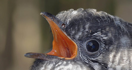 Cuckoo portrait