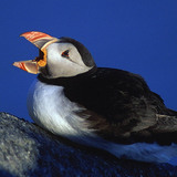 Atlantic puffin