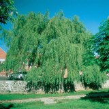 Ιτιά κλαίουσα