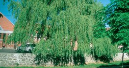 Ιτιά κλαίουσα