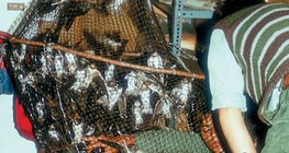 Ringing swallows captured in a net