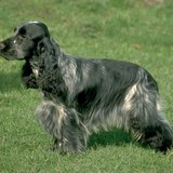Spaniel