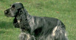 Spaniel