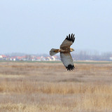 Western marsh harrier in flight