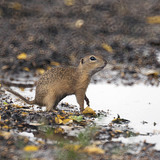 European ground squirrel