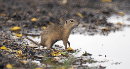 European ground squirrel