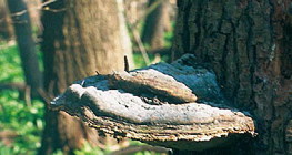 Μύκητας σε δέντρο