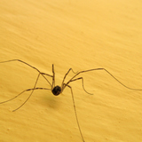 Harvestman