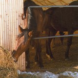Horse eating straw