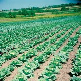 A cabbage farm