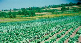 A cabbage farm