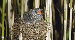 Common cuckoo chick in warbler nest