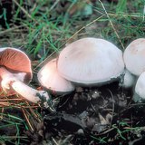 Λευκό αγαρικό