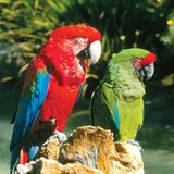 Macaws