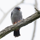Red-footed falcon