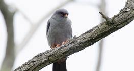 Red-footed falcon