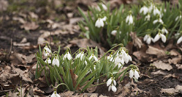 Γάλανθος ο χιονώδης