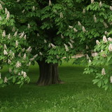 Horse chestnut tree in blossom