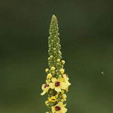Black mullein