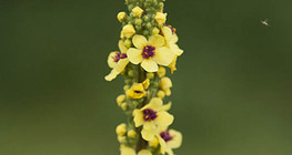 Black mullein