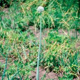 ανθισμένο κρεμμύδι