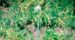 ανθισμένο κρεμμύδι