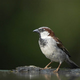 House sparrow (male)