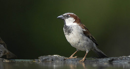 House sparrow (male)