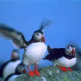 Puffins
