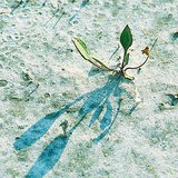 Αλατούχα εδάφη