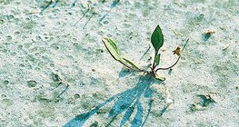 Αλατούχα εδάφη