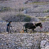 Γεωργία στην μεσογειακή ζώνη