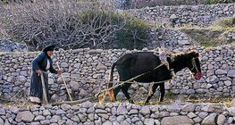 Γεωργία στην μεσογειακή ζώνη