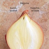 Hagyma metszete