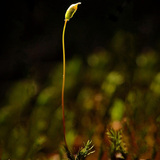 Σέτα και σποράγγειο ώριμου φυτού βρύου