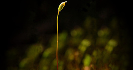 Σέτα και σποράγγειο ώριμου φυτού βρύου