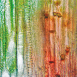 Φυτικός αγγειακός ιστός (μίσχος κολοκύθας)