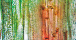 Φυτικός αγγειακός ιστός (μίσχος κολοκύθας)