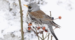 Fieldfare