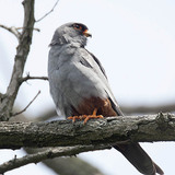 Red-footed falcon