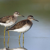 Wood sandpipers