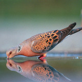 European turtle dove