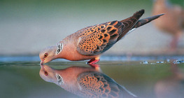 European turtle dove