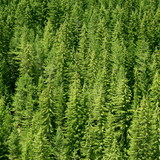 Εύκρατο κωνοφόρο δάσος