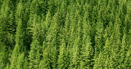 Εύκρατο κωνοφόρο δάσος