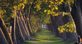 Row of London plane trees