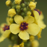 Black mullein