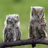 Young Eurasian scops owls